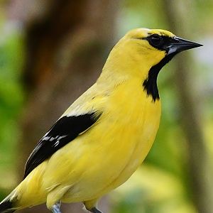 Yellow Oriole (Icterus nigrogularis)