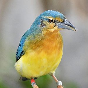 Blue-backed Tanager (Cyanicterus cyanicterus)