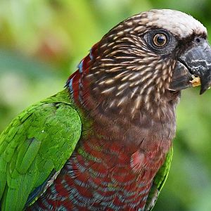 Red-Fan Parrot (Deroptyus accipitrinus)