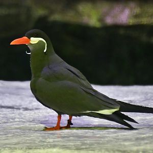 Inca Tern (Larosterna inca)