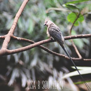 Blue Naped Mousebird