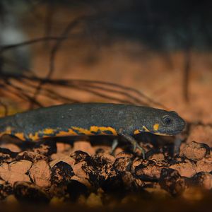 Blue-tailed fire-bellied newt (Cynops cyanurus)