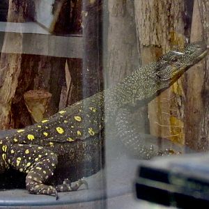 Crocodile Monitor