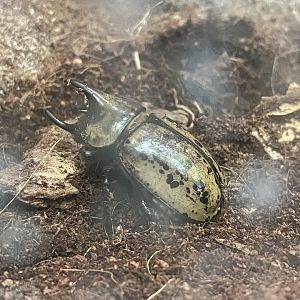 Eastern Hercules Beetle