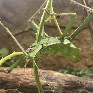 Malayan Jungle Nymph