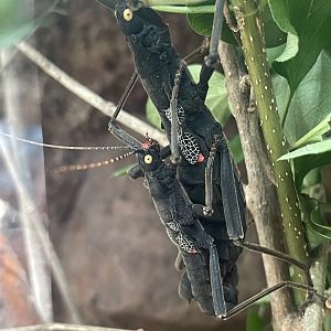 Black Beauty Stick Insect