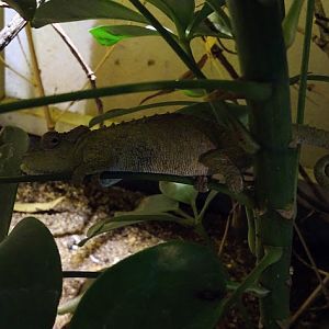Transkei dwarf chameleon (Bradypodion caffrum)(BtS)