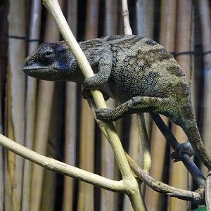 Boehme’s two-horned chamaeleon (Kinyongia boehmei) female