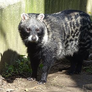 African civet