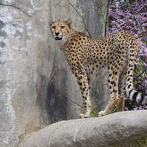 Cheetah