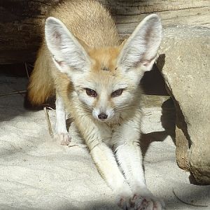 Fennec fox