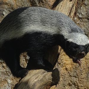 Honey badger (not sure which subspecies)