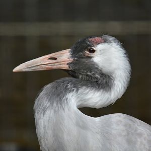 Eastern common crane (Grus grus lilfordi)