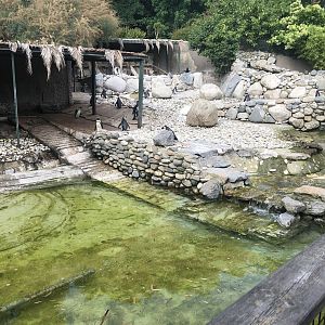 Penguin enclosure