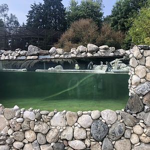 Penguin underwater viewing