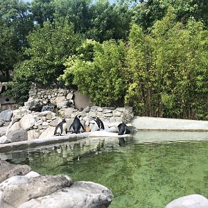 Penguin enclosure