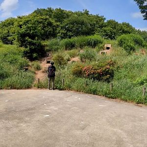 Nesting sites in Penguin Hills