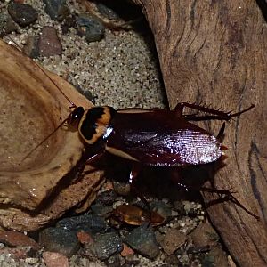 Australian cockroach (Periplaneta australasiae)