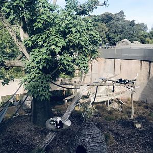 Black and White Ruffed Lemur enclosure
