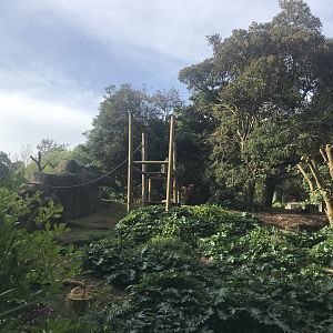 Gorilla enclosure - topside