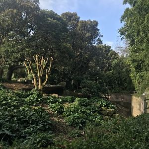 top of the gorilla enclosure