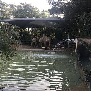 Elephant Pool paddock