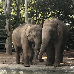 Man Jai and Luk Chai - Asian Elephants
