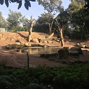 Asian Elephant cow paddock