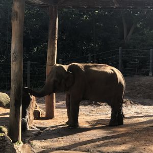 Num Oi - Asian Elephant