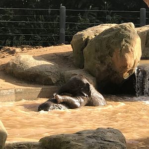 Aiyara and Kati - Asian Elephants