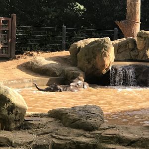 Aiyara and Kati - Asian elephants