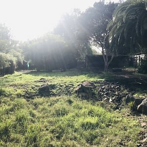 Former Bongo enclosure - now empty