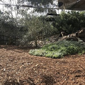 Second Snow Leopard enclosure