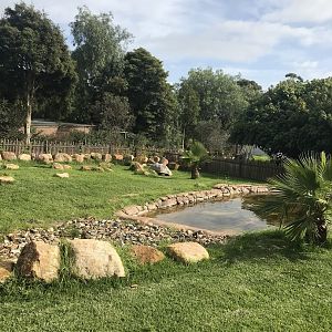Main Aldabran tortoise enclosure