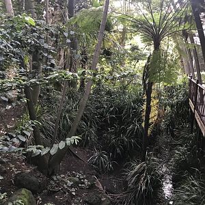 Third part of GFA - forest section