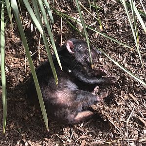 Tasmanian Devil