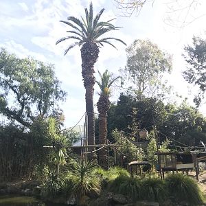 Japanese Island Saimang enclosure