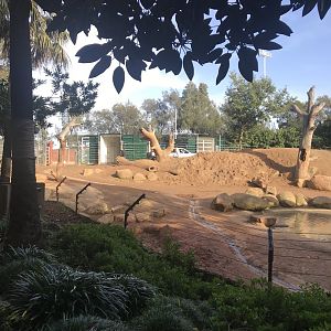 Elephant crates behind cow elephant paddock