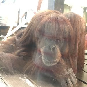Kiani - Hybrid Orangutan