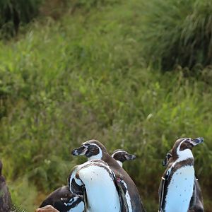 Humboldt penguin