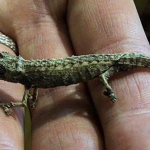 Domergue's leaf chameleon (Brookesia thieli)