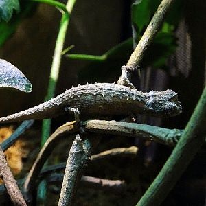 Domergue's leaf chameleon (Brookesia thieli)