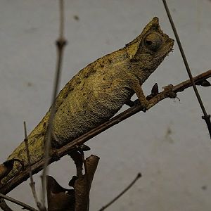 Brown leaf chameleon (Brookesia superciliaris)(BtS)