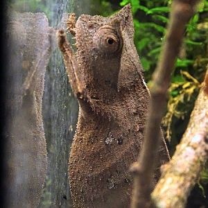 Brown leaf chameleon (Brookesia superciliaris)(BtS)