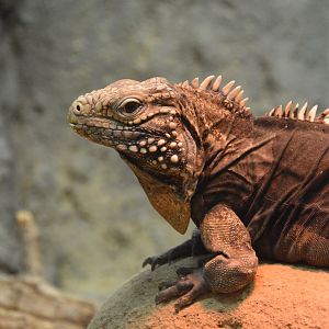 Lesser Caymans iguana (Cyclura nubila caymanensis)