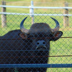 Indian Gaur
