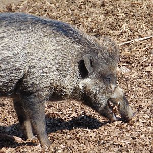 Visayan Warty Pig