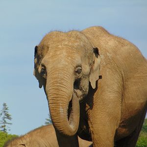 Asian Elephant