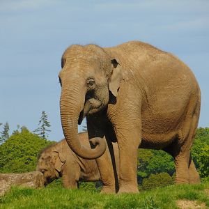 Asian Elephant