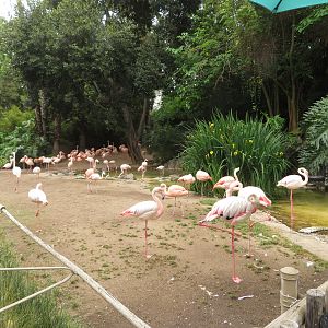 Flamingo Exhibit